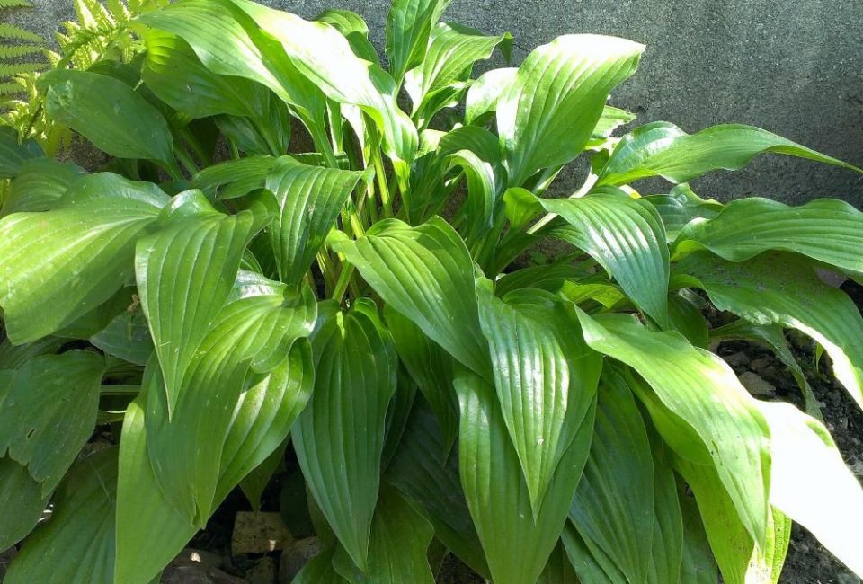 Hosta lancéolé