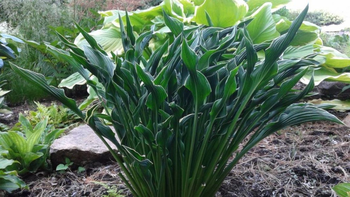 Hosta mains en prière