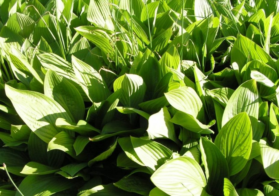 Hosta rectifolia