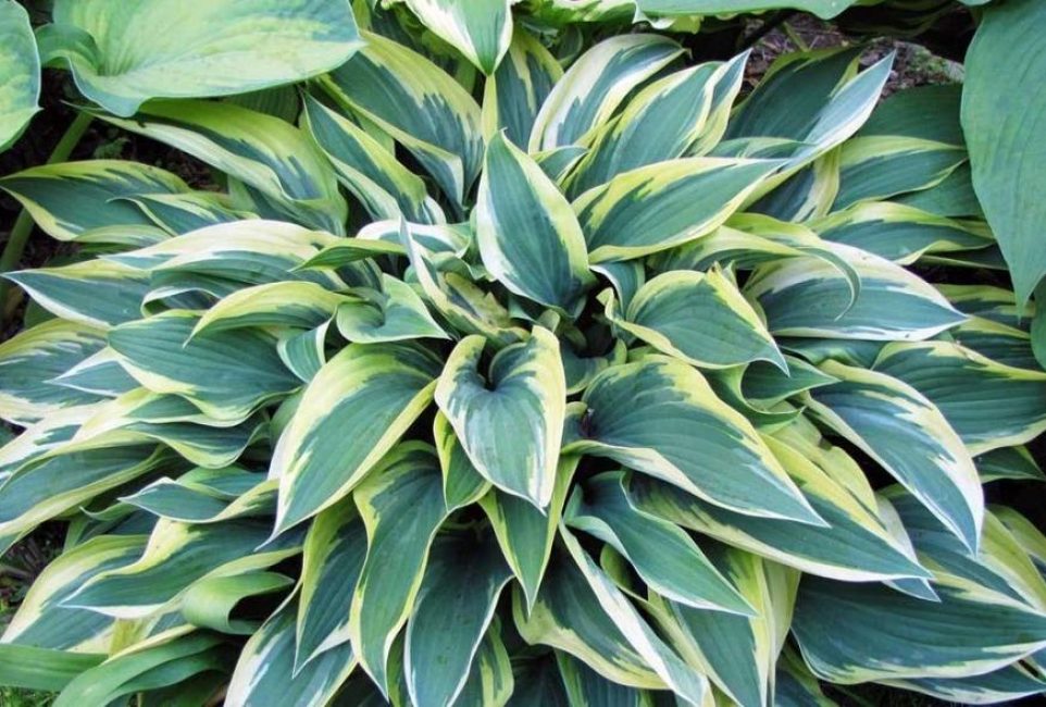 glouton hosta