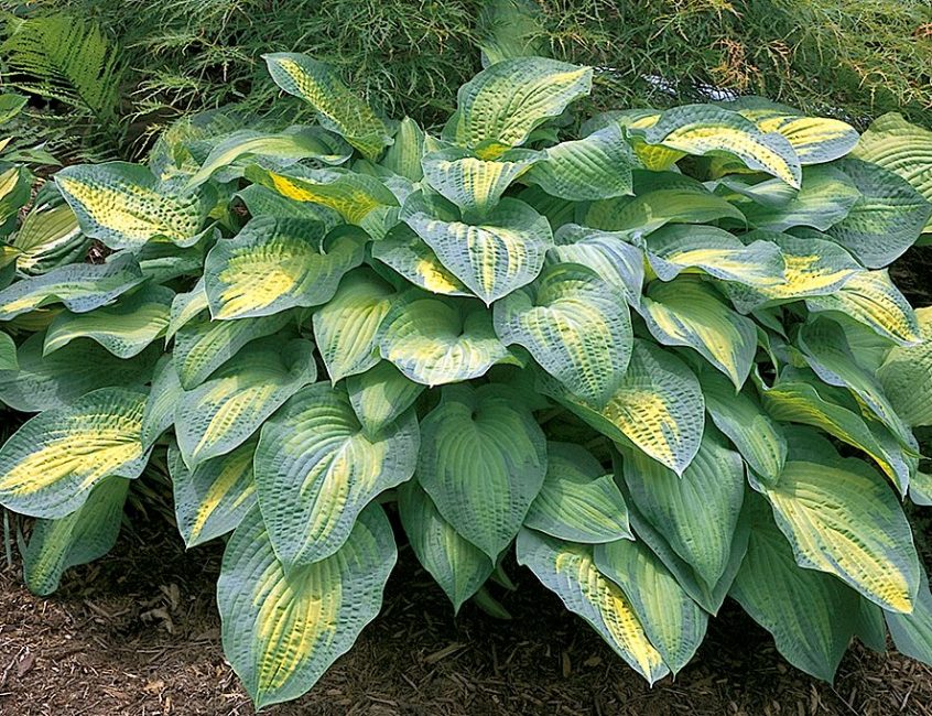 Hosta cultivar Paula