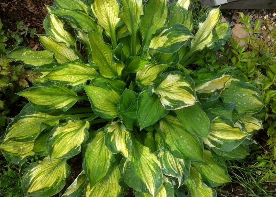 Hosta charmon