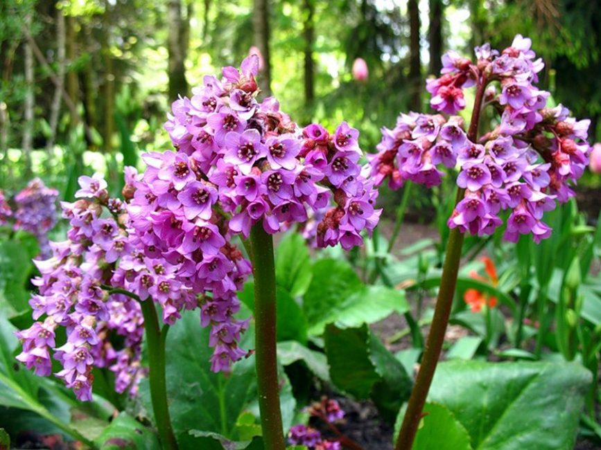 fleurs de bergenia