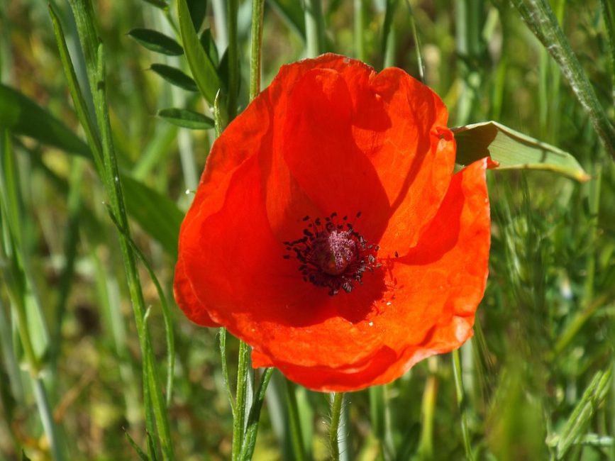 coquelicot