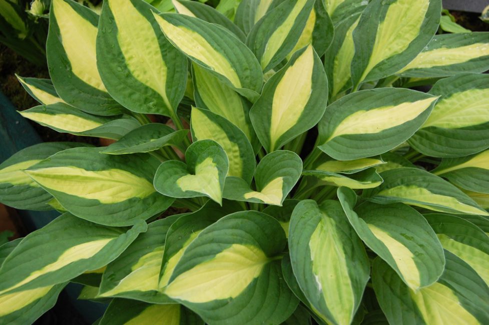 hosta rose gitane