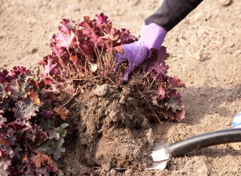 Buisson de geyhera trop épaissi