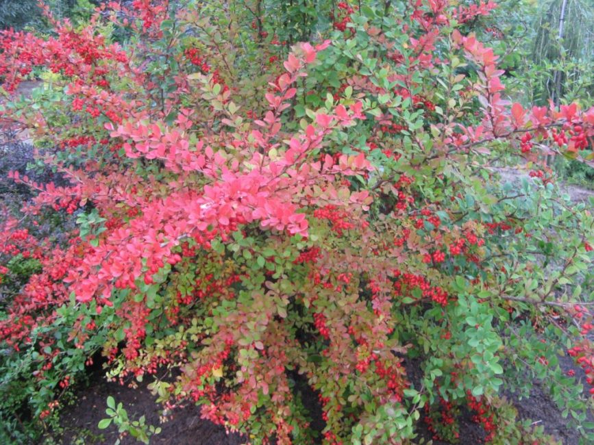Magnifique spécimen aux feuilles rosées