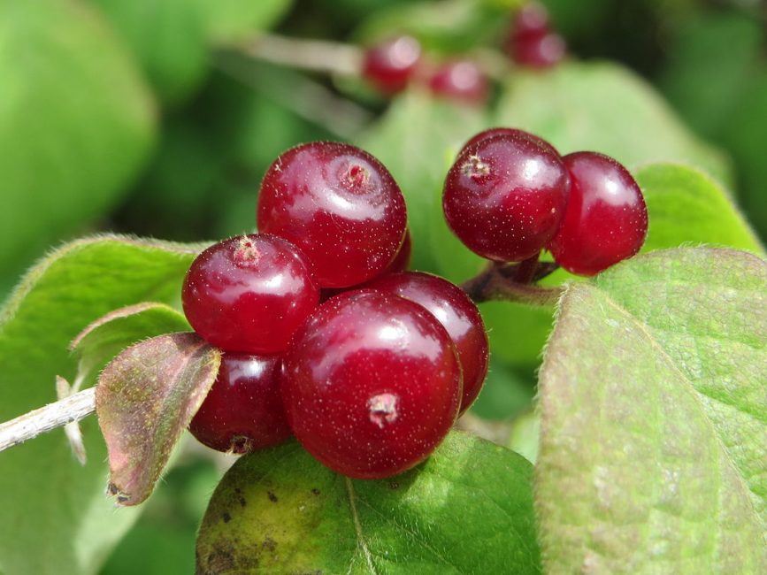 Fruits vénéneux du chèvrefeuille