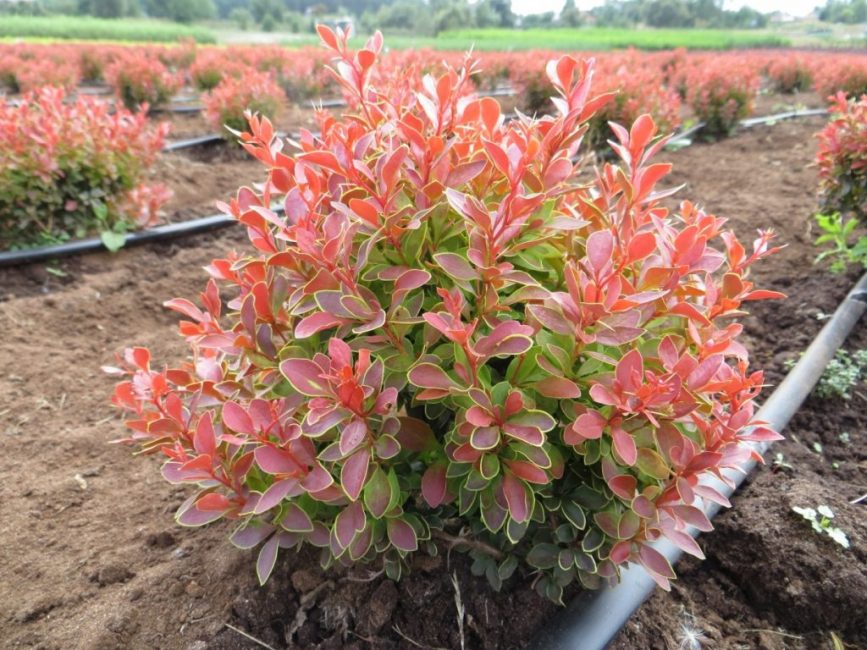 L'arbuste n'aime pas l'humidité