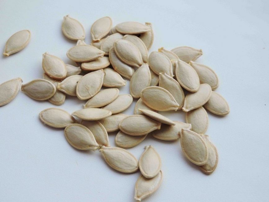 graines de courgettes