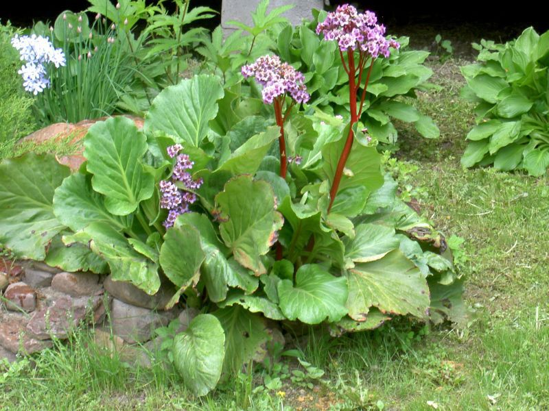 Badan peut être cultivé dans différentes régions