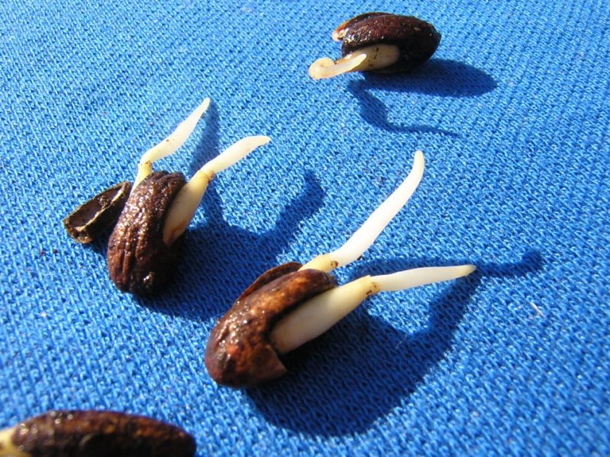 Graines de cornouiller stratifiées avec succès