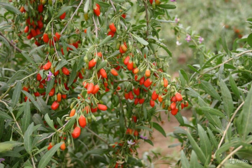 baies de Goji