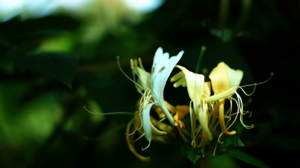 fleur de chèvrefeuille