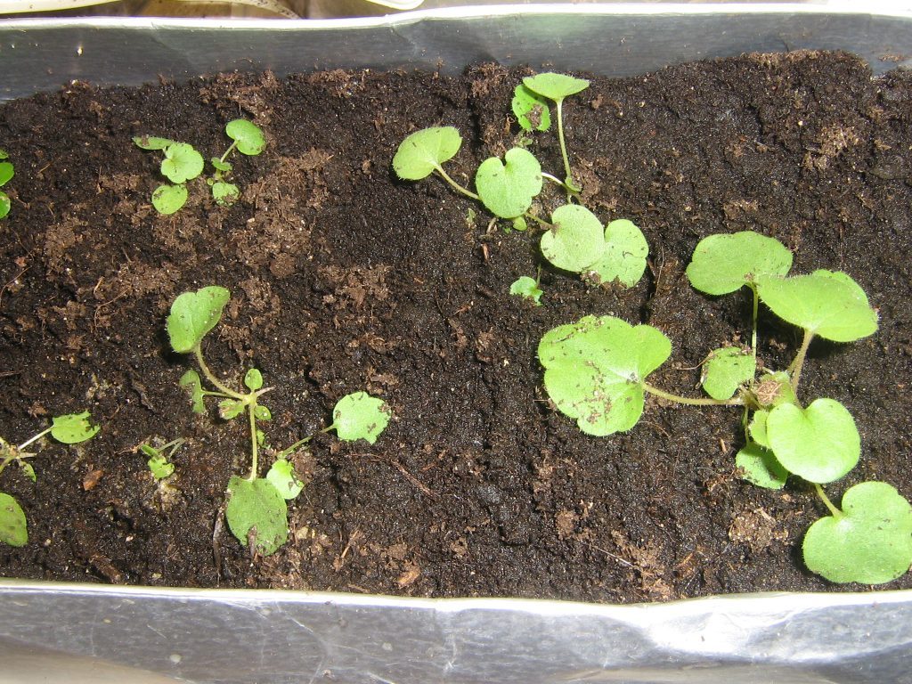 Semis d'Heuchera après germination