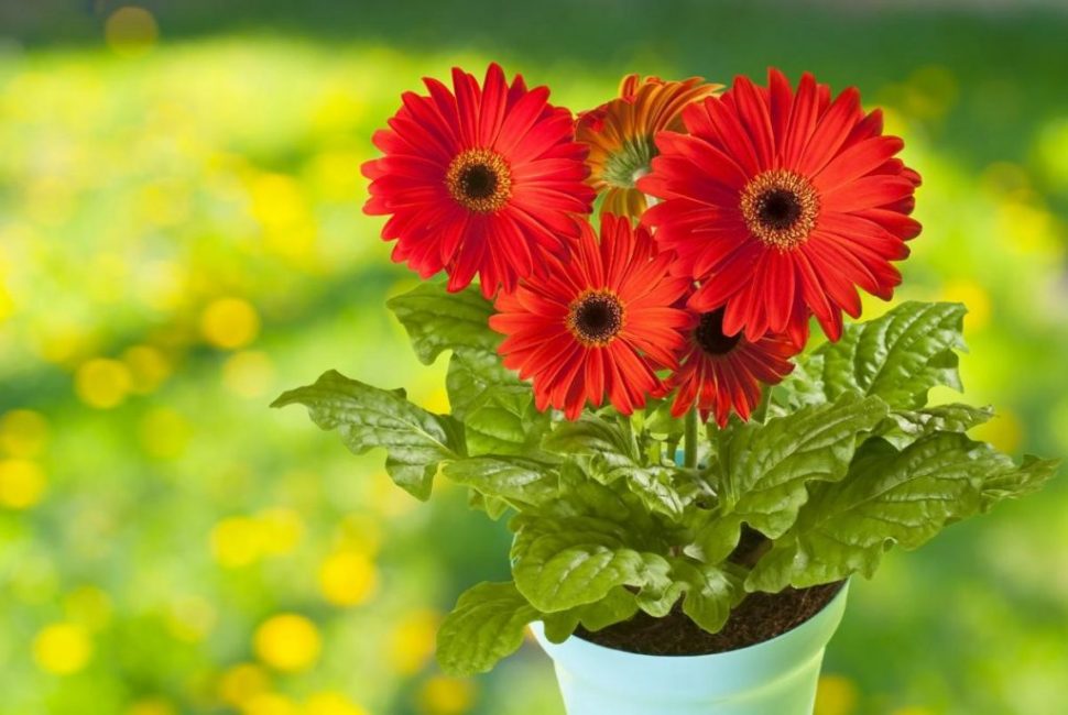gerbera rouge