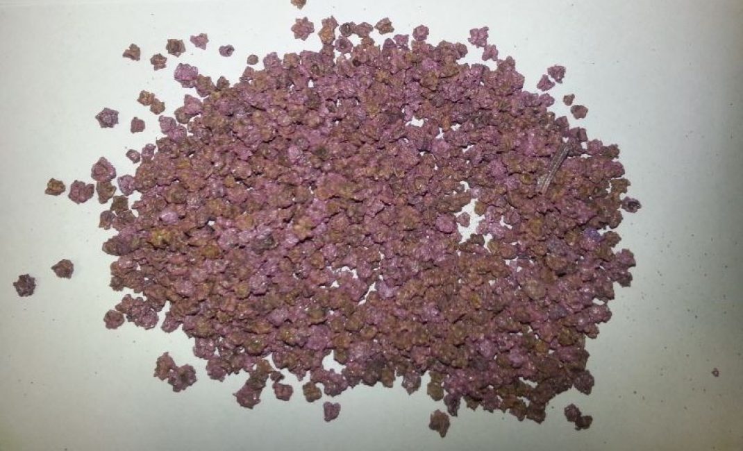 graines de betterave