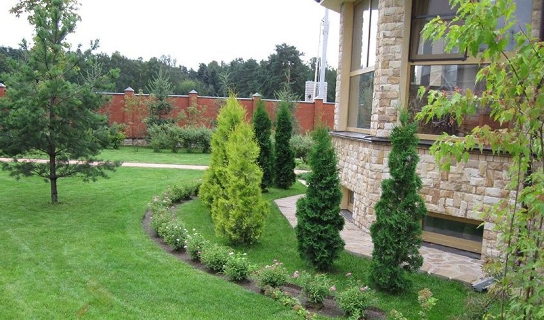 Conception avec plusieurs types de plantes conifères.