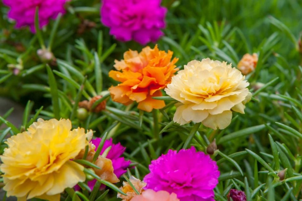 fleurs succulentes lumineuses