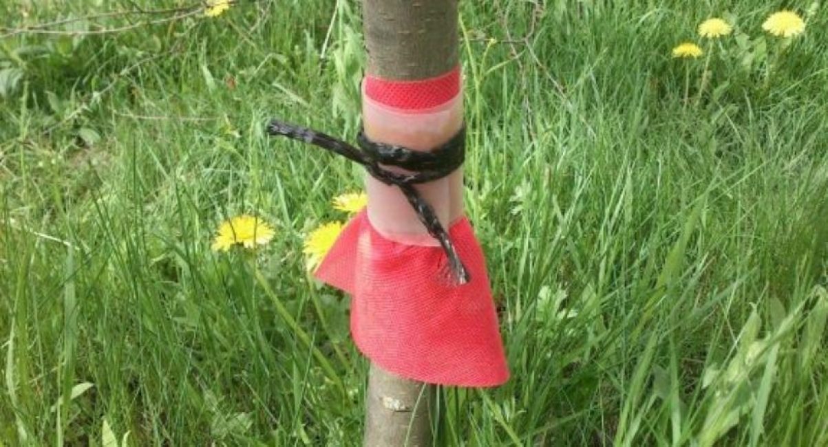 Jupe sur un tronc d'arbre