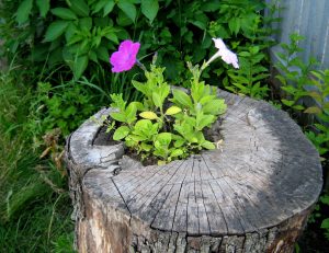 parterres de fleurs sur souches