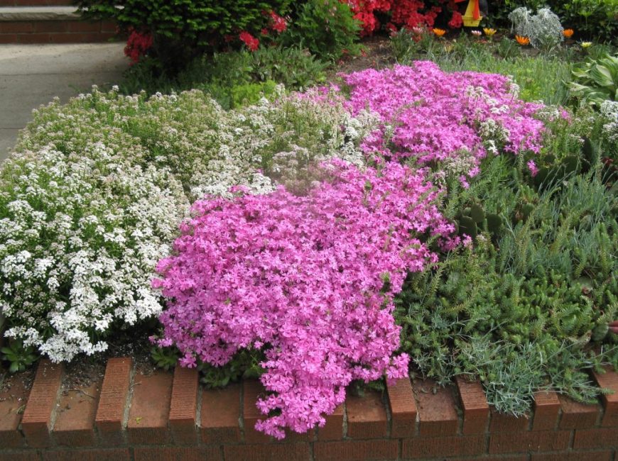 Plate-bande avec phlox