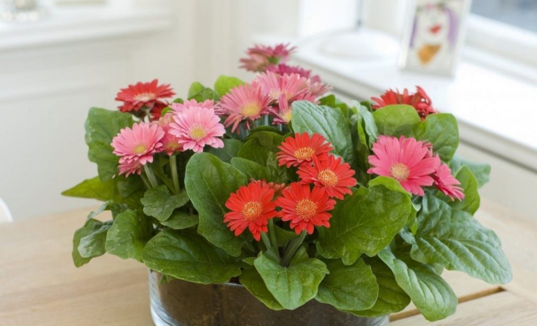 Gerbera à faible floraison