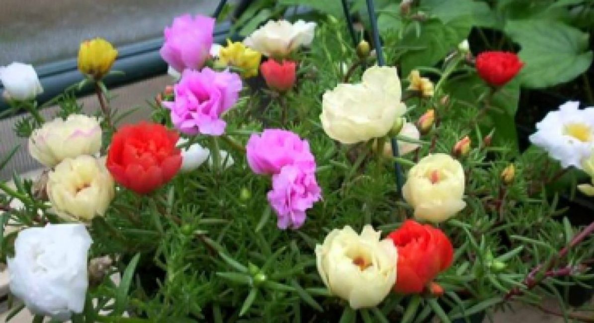 Mélange variétal de succulentes