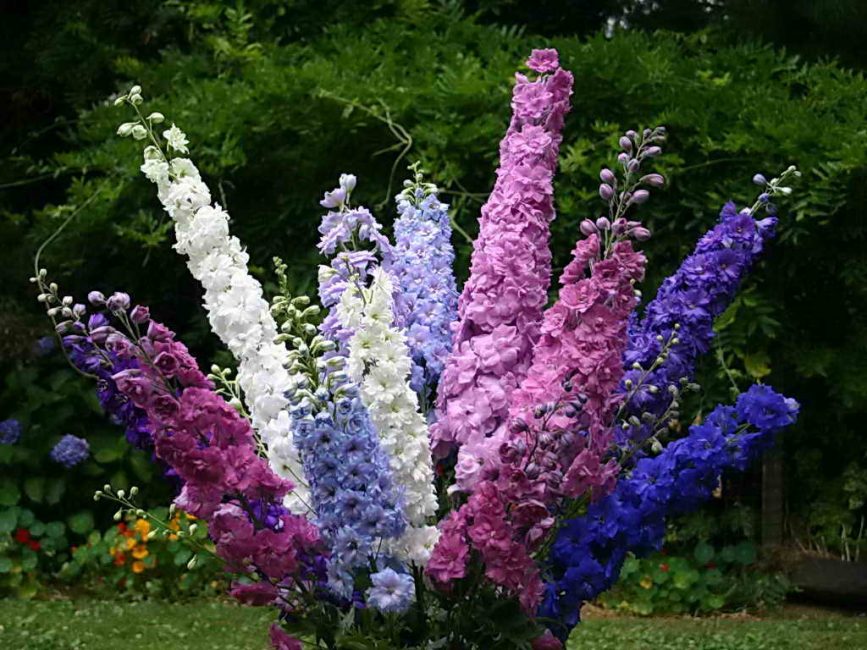 Delphiniums dans le parterre de fleurs