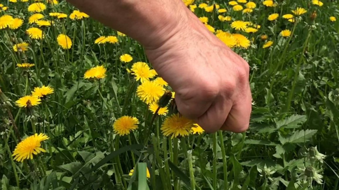 Récolte des pissenlits