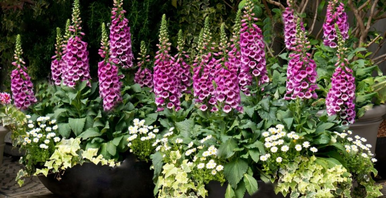 Foxglove dans le parterre de fleurs