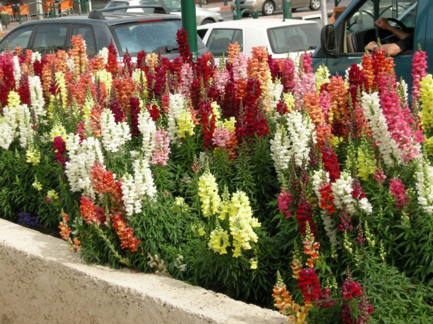 Muflier dans la ville