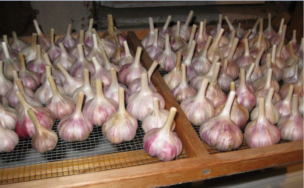 Séchage de l'ail