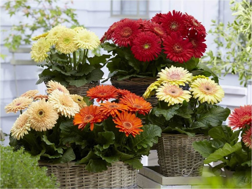 Différents types de fleurs