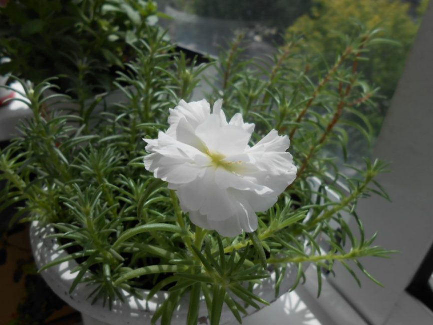 Variété vivace de succulente