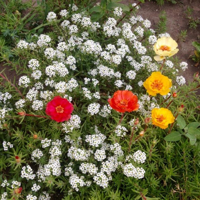 Pourpier parmi les plantes à fleurs