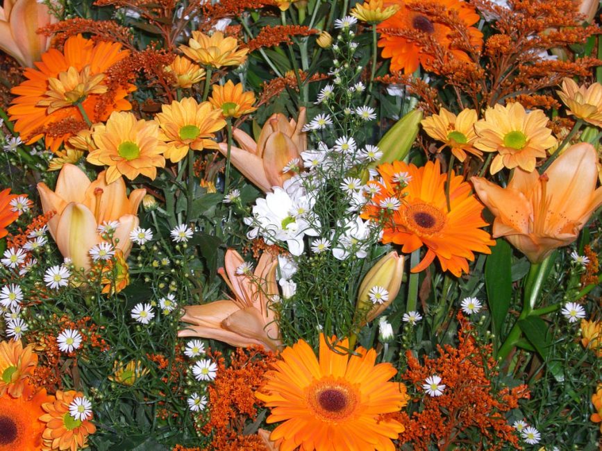 Gerberas dans le parterre de fleurs