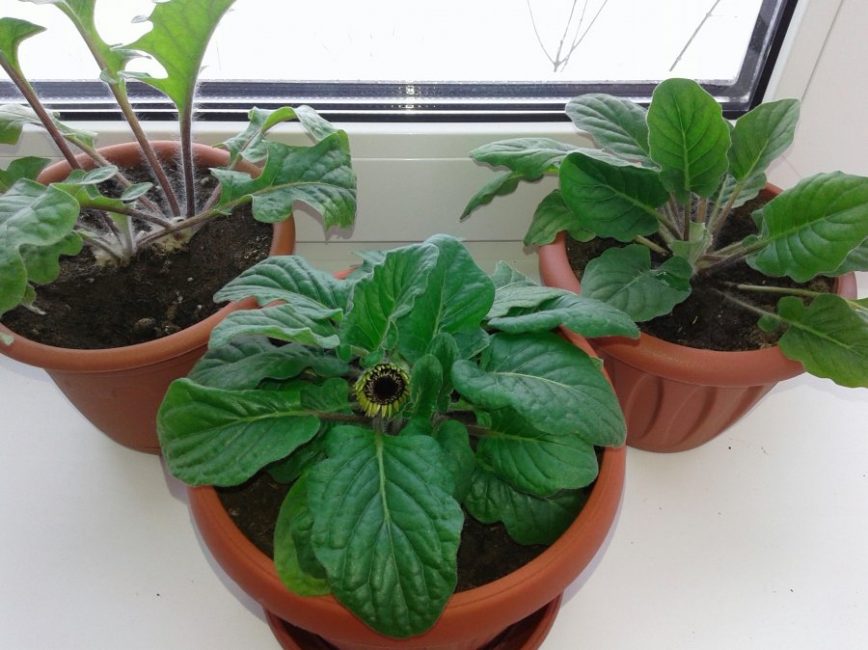 Le résultat de la propagation des feuilles