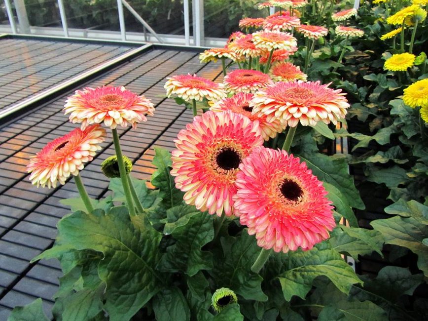 Cultiver dans une serre