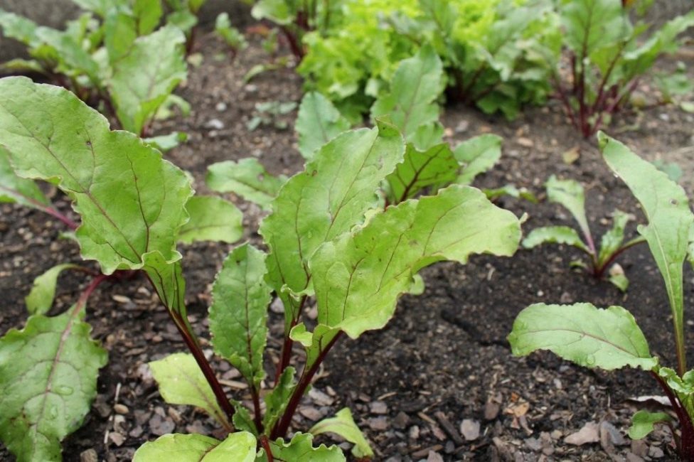 fanes de betteraves