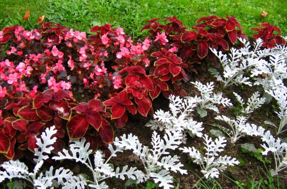Coleus dans le parterre de fleurs