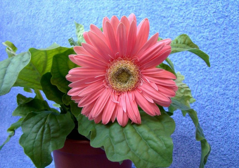 gerbera rose en pot