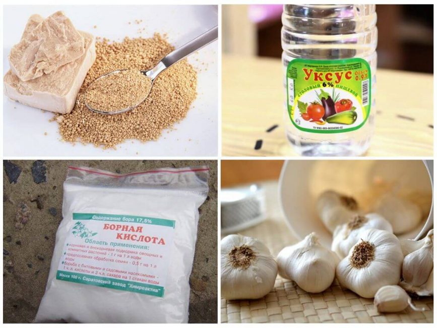 Répulsifs à fourmis