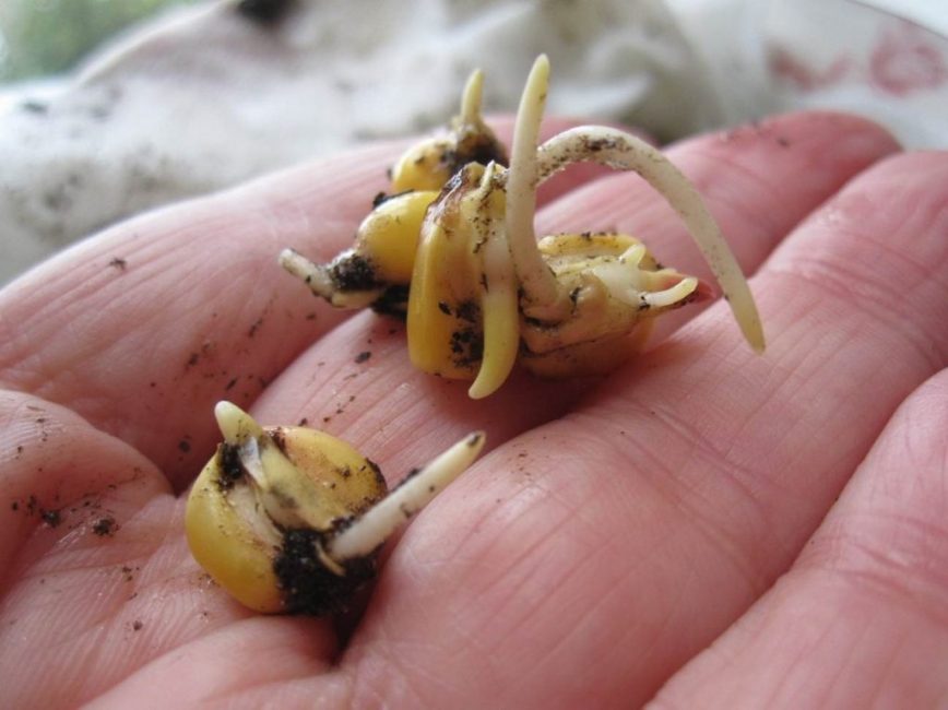 graines de maïs germées