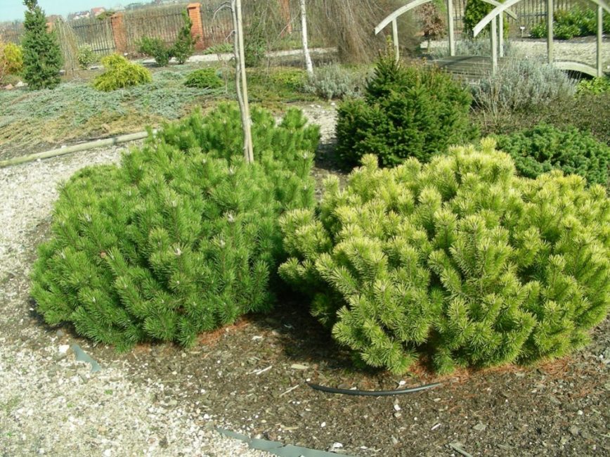 Variétés de pins Winter Gold