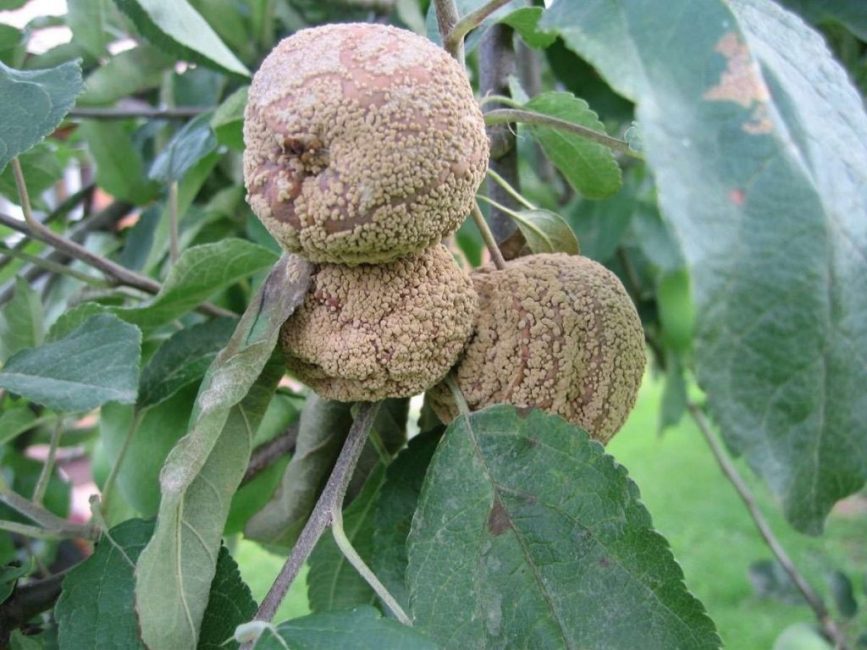 pourriture des fruits