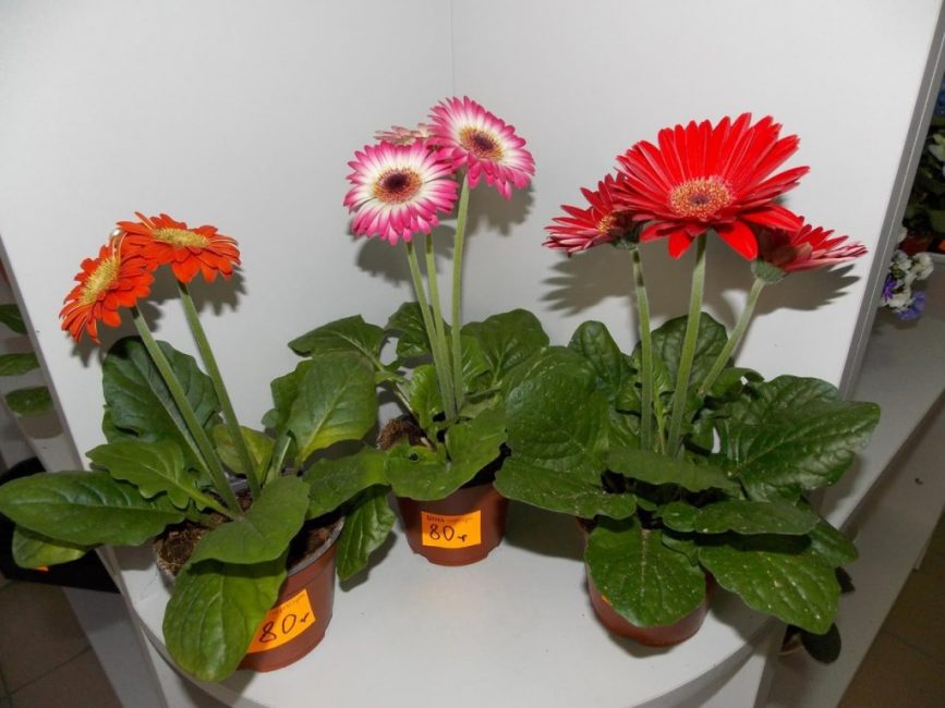 Gerbera en pot
