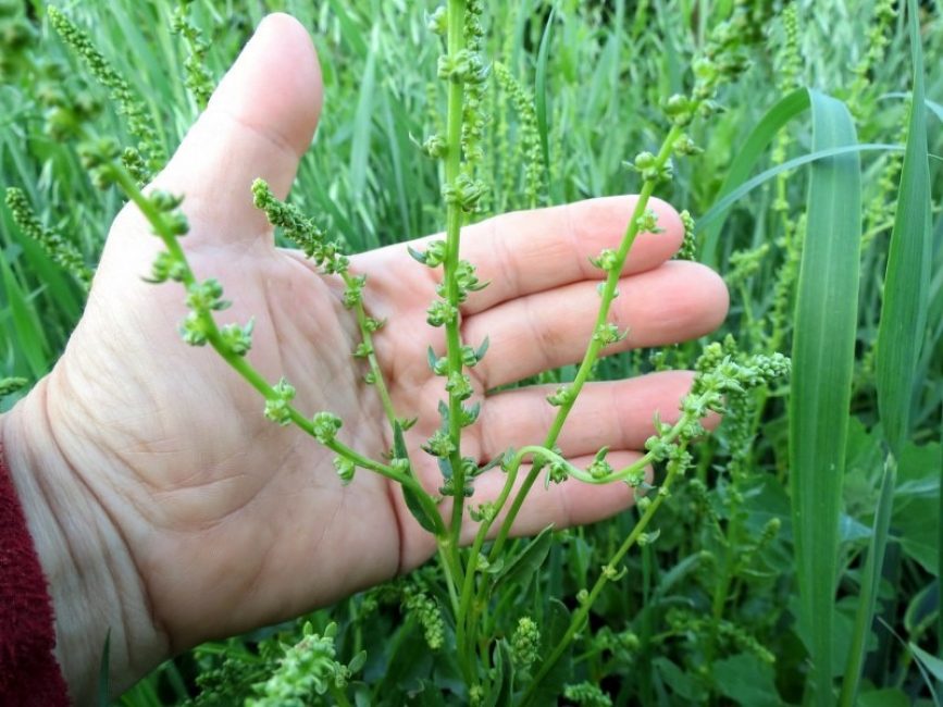 graines de betterave