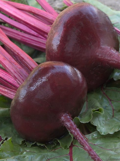 Télévision égyptienne variée