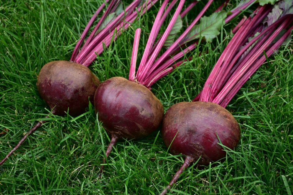 betterave crécerelle F1